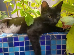 Gato raça SRD idade 7 a 11 meses nome GATINHOS 