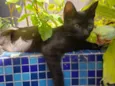 GATINHOS