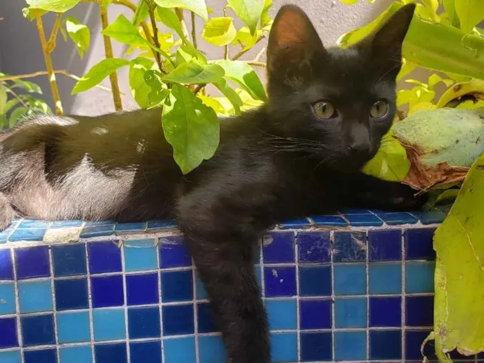 Gato ra a SRD idade 7 a 11 meses nome GATINHOS