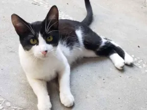 Gato raça SRD idade 2 a 6 meses nome GATINHOS 