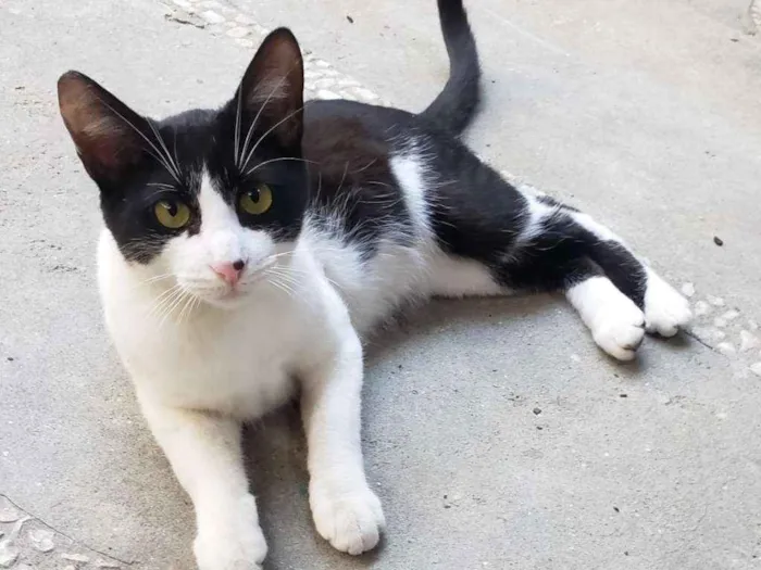 Gato ra a SRD idade 2 a 6 meses nome GATINHOS