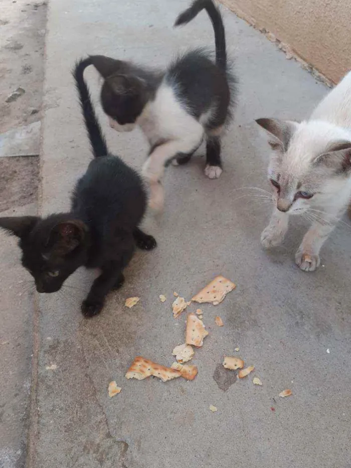 Gato raça Vira lata idade 2 a 6 meses nome Sem nome