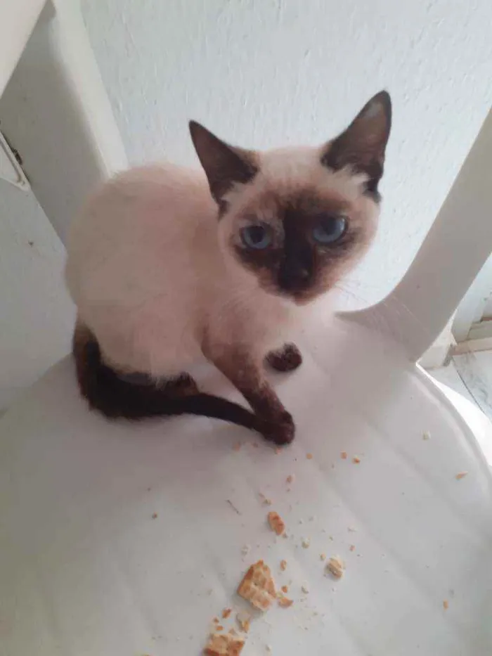 Gato raça Vira lata idade 7 a 11 meses nome Chaizemaria