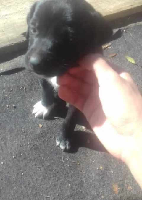 Cachorro ra a Vira lata idade Abaixo de 2 meses nome ...