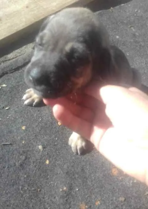 Cachorro ra a Vira lata idade Abaixo de 2 meses nome ...