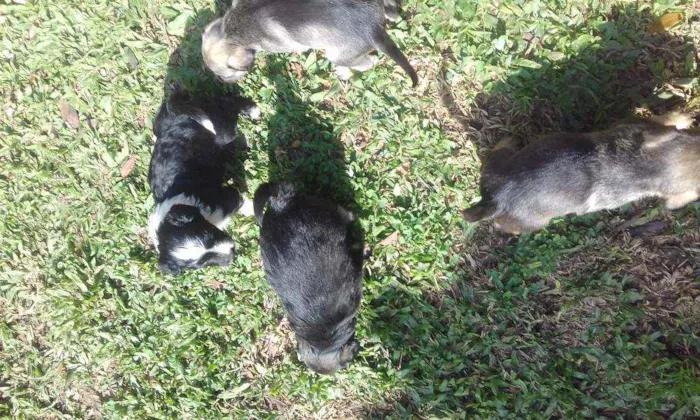 Cachorro ra a Vira lata idade Abaixo de 2 meses nome ...