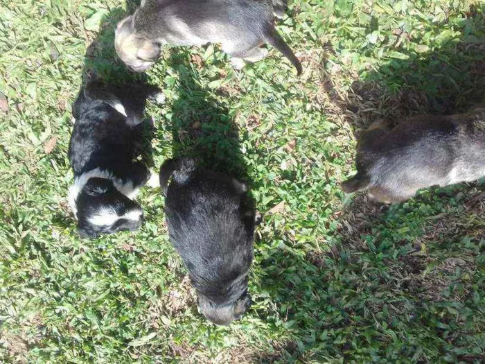 Cachorro ra a Vira lata idade Abaixo de 2 meses nome ...