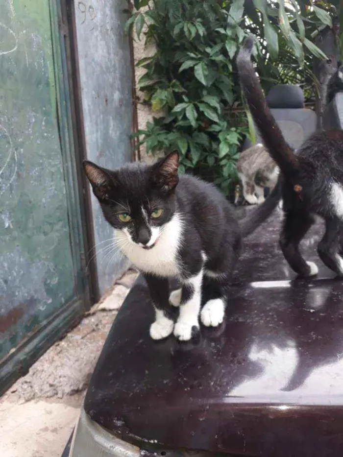 Gato ra a SRD idade 2 a 6 meses nome Hadassa