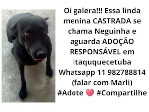 Cachorro raça  idade  nome Neguinha