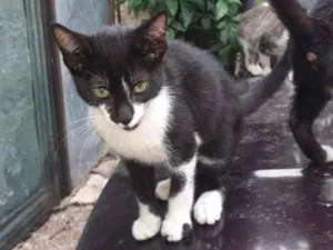Gato raça SRD idade 2 a 6 meses nome Hadassa