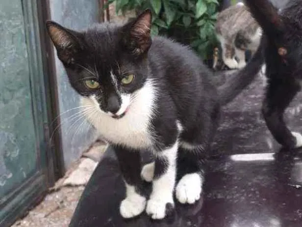 Gato ra a SRD idade 2 a 6 meses nome Hadassa