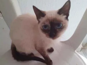 Gato raça Vira lata idade 7 a 11 meses nome Chaizemaria
