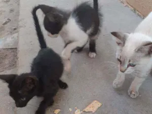 Gato raça Vira lata idade 2 a 6 meses nome Sem nome