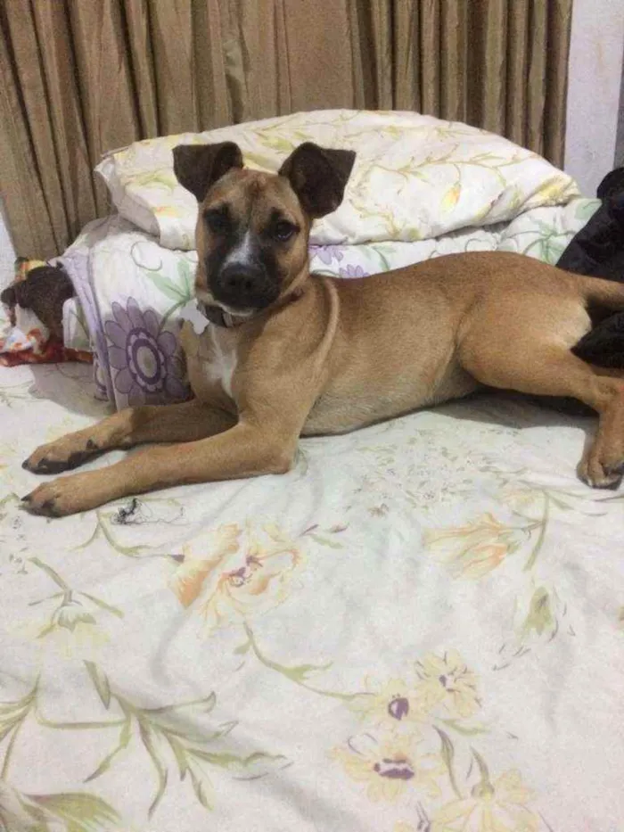 Cachorro ra a Viralata idade 7 a 11 meses nome Mel