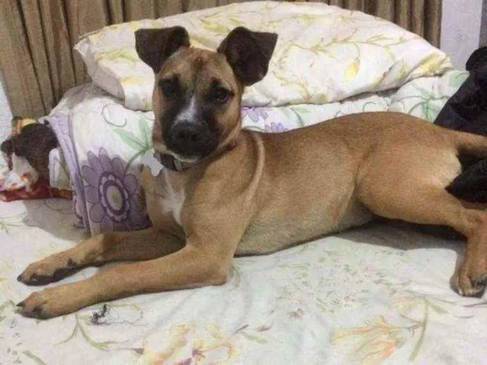 Cachorro ra a Viralata idade 7 a 11 meses nome Mel