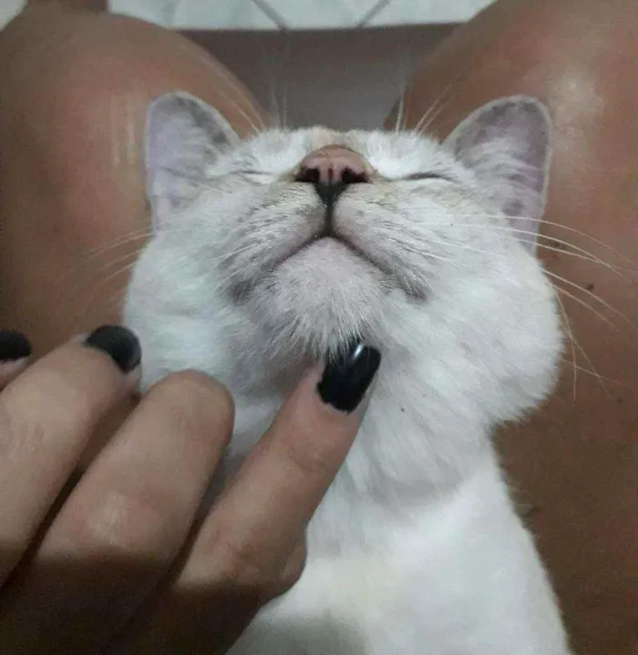 Gato raça sem raça  idade 1 ano nome moana 