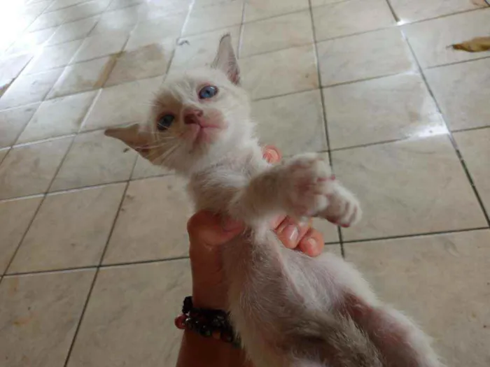 Gato raça sem raça  idade Abaixo de 2 meses nome sem nome 