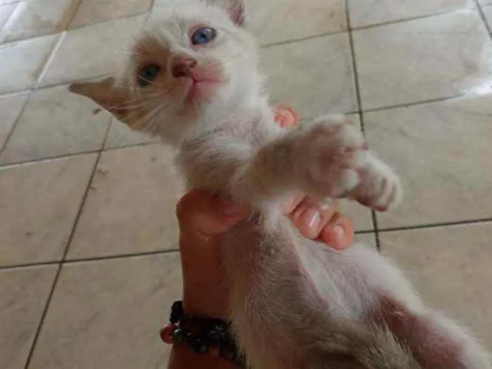 Gato raça sem raça  idade Abaixo de 2 meses nome sem nome 