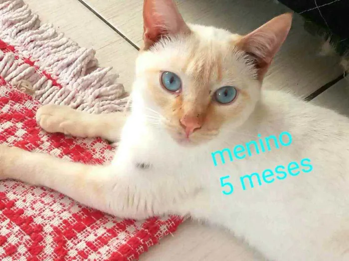Gato ra a  idade 2 a 6 meses nome Filhotes Cassia 