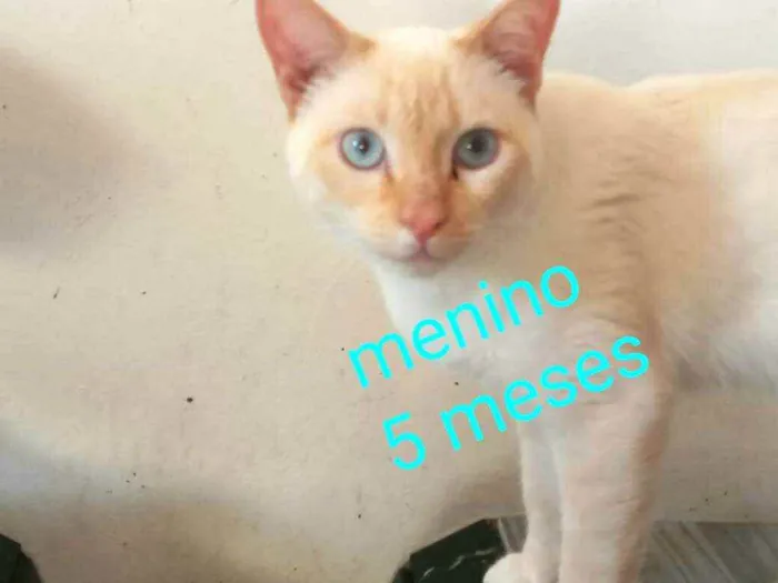 Gato ra a  idade 2 a 6 meses nome Filhotes Cassia 