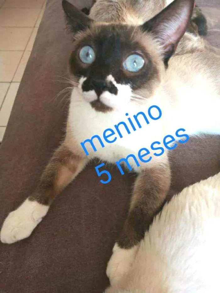 Gato ra a  idade 2 a 6 meses nome Filhotes Cassia 