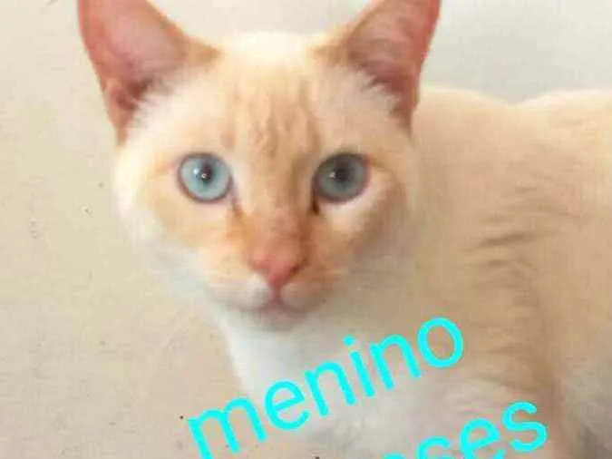 Gato ra a  idade 2 a 6 meses nome Filhotes Cassia 