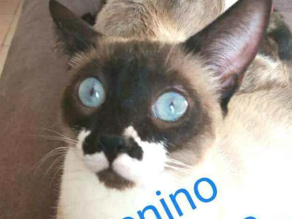 Gato ra a  idade 2 a 6 meses nome Filhotes Cassia 