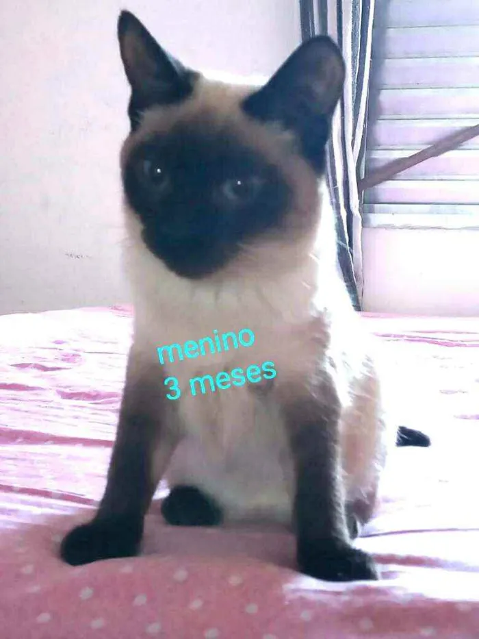 Gato ra a  idade 2 a 6 meses nome Filhotes Cassia 