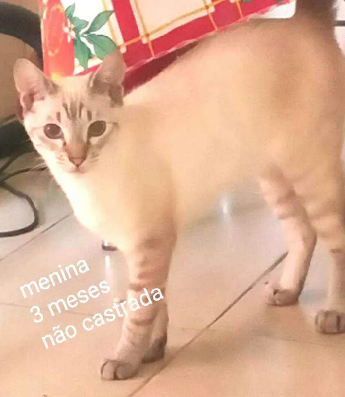 Gato ra a  idade 2 a 6 meses nome Filhotes Cassia 