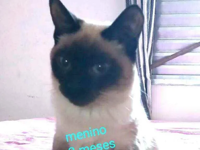 Gato ra a  idade 2 a 6 meses nome Filhotes Cassia 