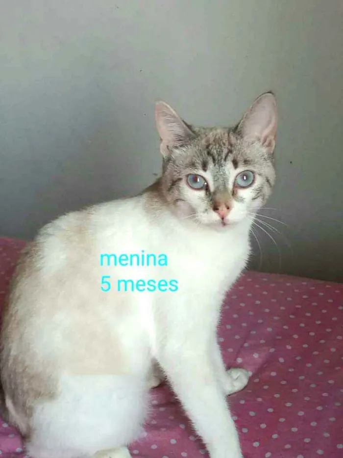 Gato ra a  idade 2 a 6 meses nome Filhotes Cassia 