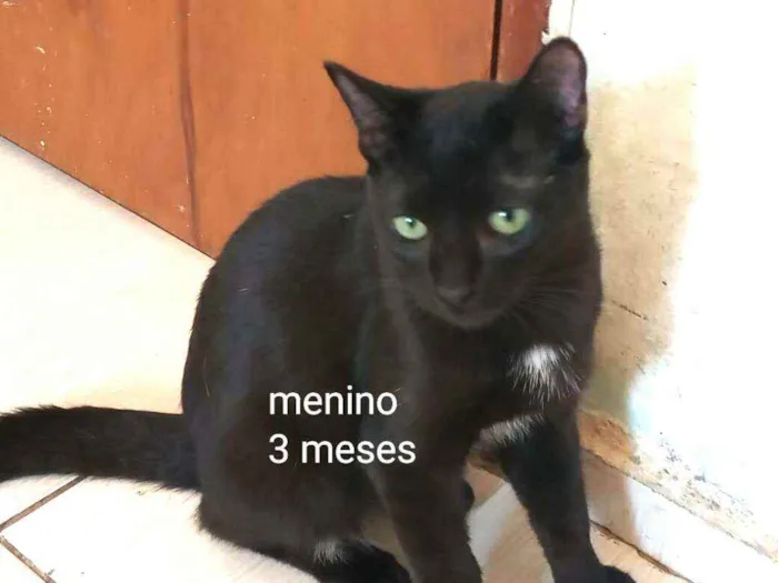 Gato ra a  idade 2 a 6 meses nome Filhotes Cassia 