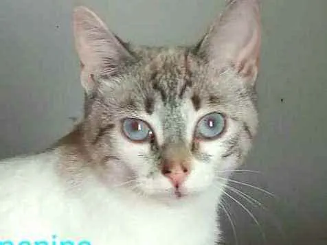 Gato ra a  idade 2 a 6 meses nome Filhotes Cassia 