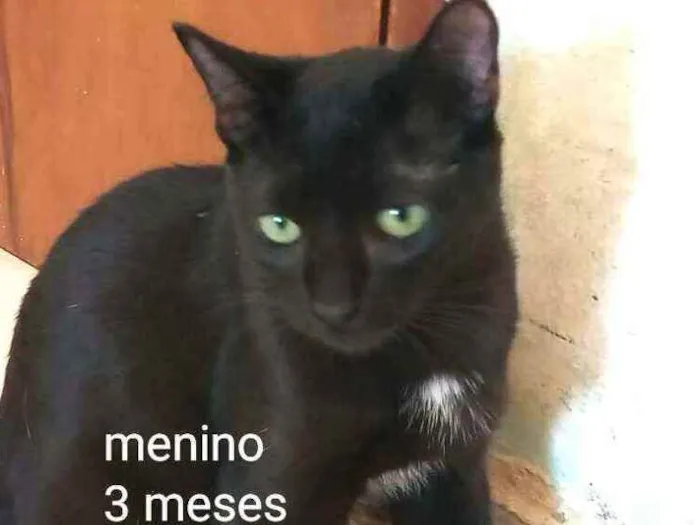 Gato ra a  idade 2 a 6 meses nome Filhotes Cassia 