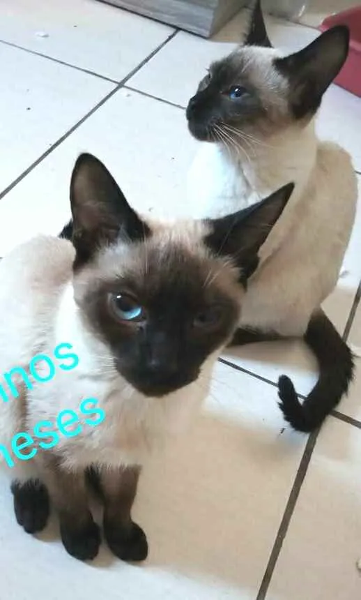 Gato ra a  idade 2 a 6 meses nome Filhotes Cassia 