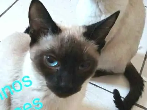 Gato ra a  idade 2 a 6 meses nome Filhotes Cassia 