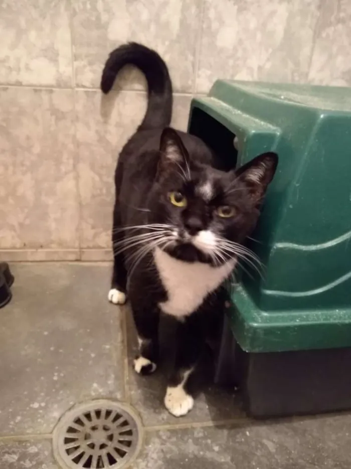 Gato ra a SRD-ViraLata idade 3 anos nome à escolher
