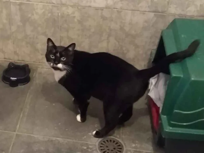 Gato ra a SRD-ViraLata idade 3 anos nome à escolher