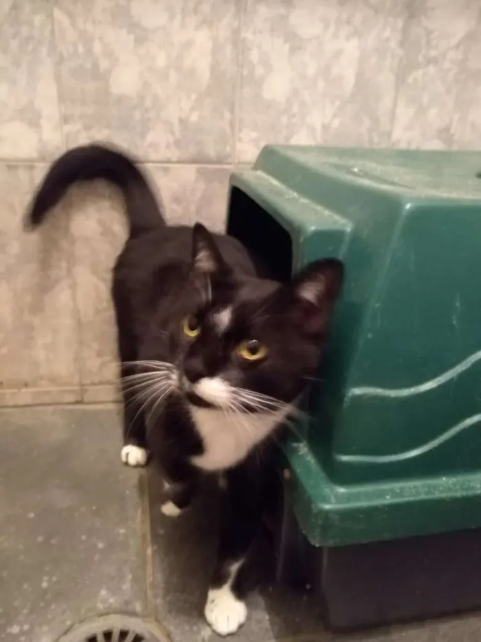 Gato ra a SRD-ViraLata idade 3 anos nome à escolher