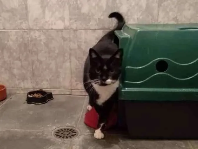 Gato ra a SRD-ViraLata idade 3 anos nome à escolher