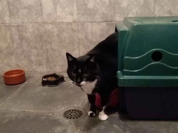 Gato ra a SRD-ViraLata idade 3 anos nome à escolher