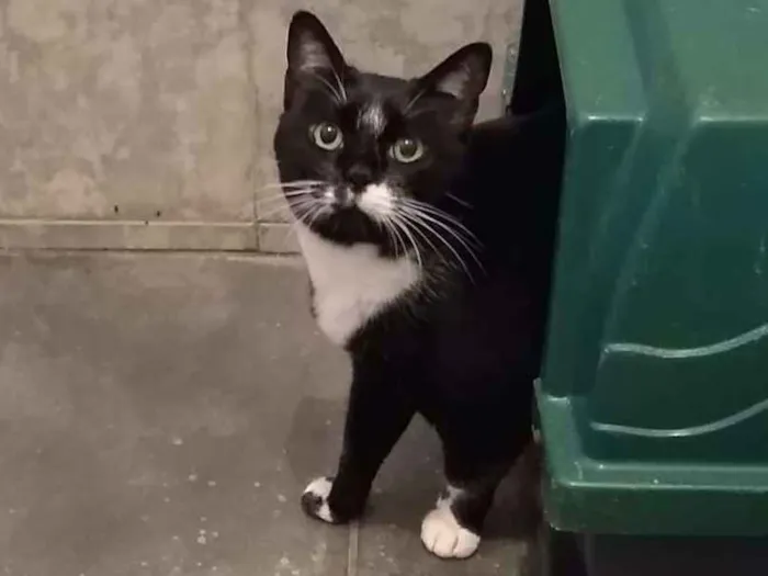Gato ra a SRD-ViraLata idade 3 anos nome à escolher