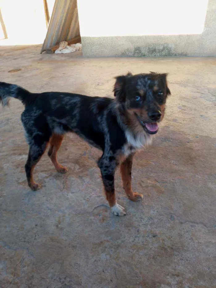 Cachorro raça SRD idade 1 ano nome Duke