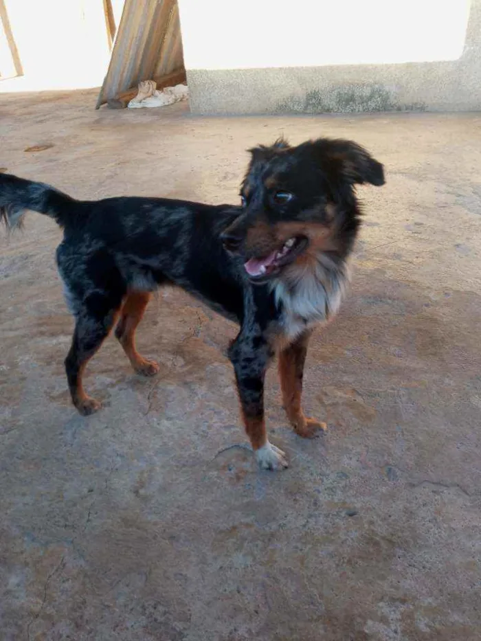 Cachorro raça SRD idade 1 ano nome Duke