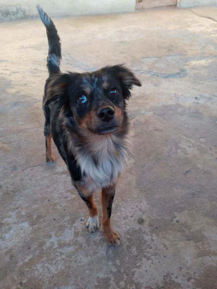 Cachorro raça SRD idade 1 ano nome Duke