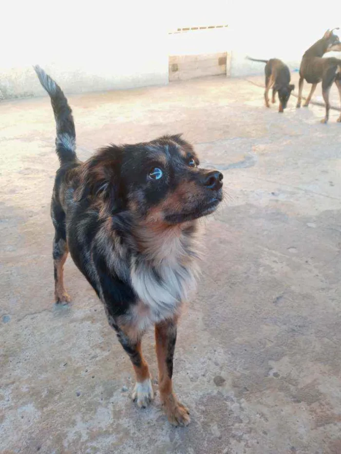 Cachorro raça SRD idade 1 ano nome Duke