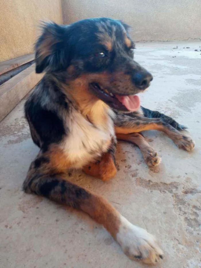 Cachorro raça SRD idade 1 ano nome Duke