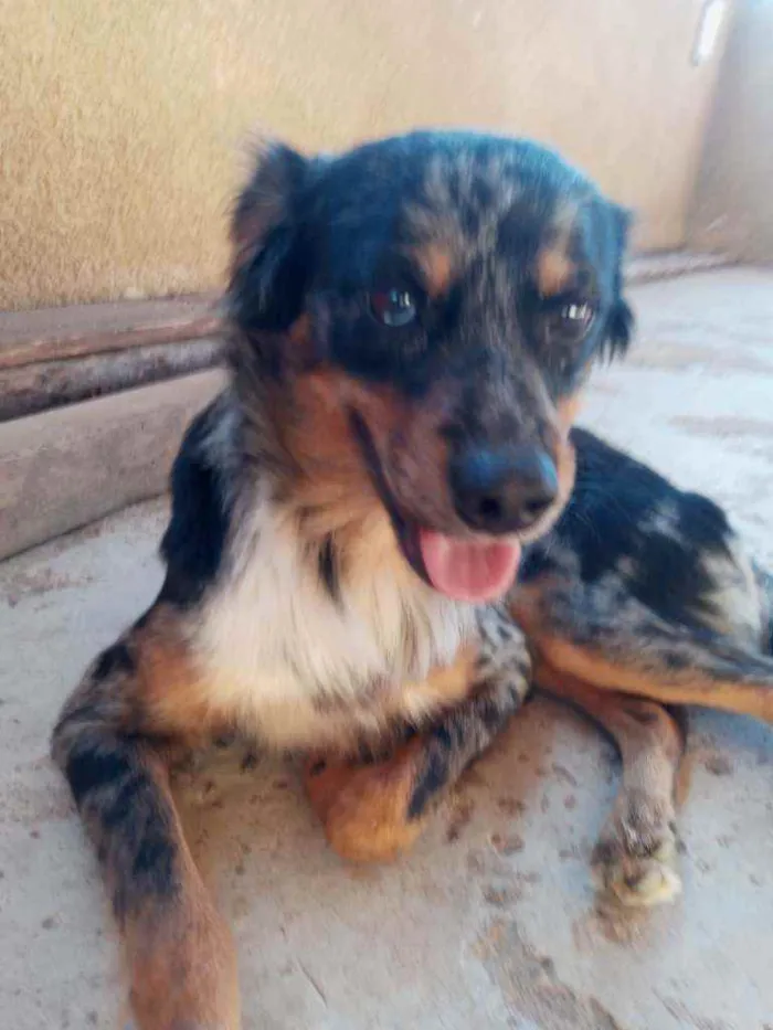 Cachorro raça SRD idade 1 ano nome Duke