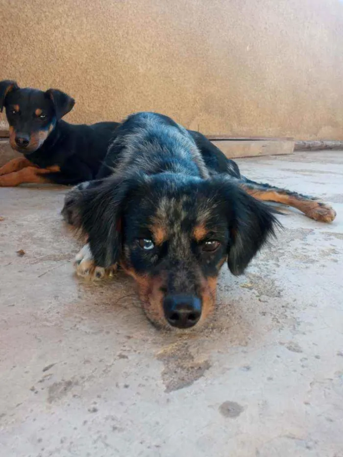 Cachorro raça SRD idade 1 ano nome Duke