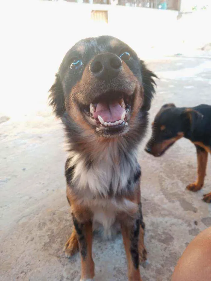 Cachorro raça SRD idade 1 ano nome Duke